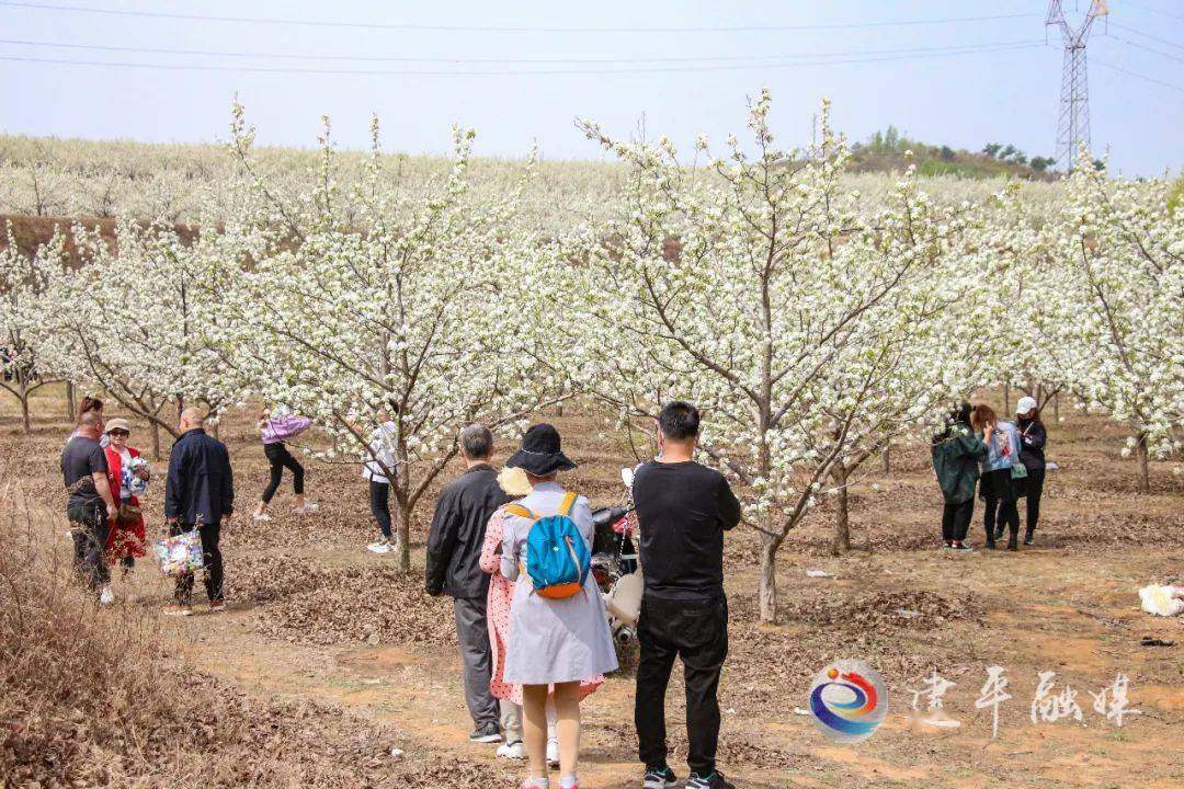 梨花村发展规划构想与实施策略，未来蓝图揭秘