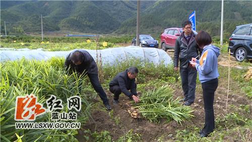 蓝山原种场最新项目，引领现代农业发展的先锋力量