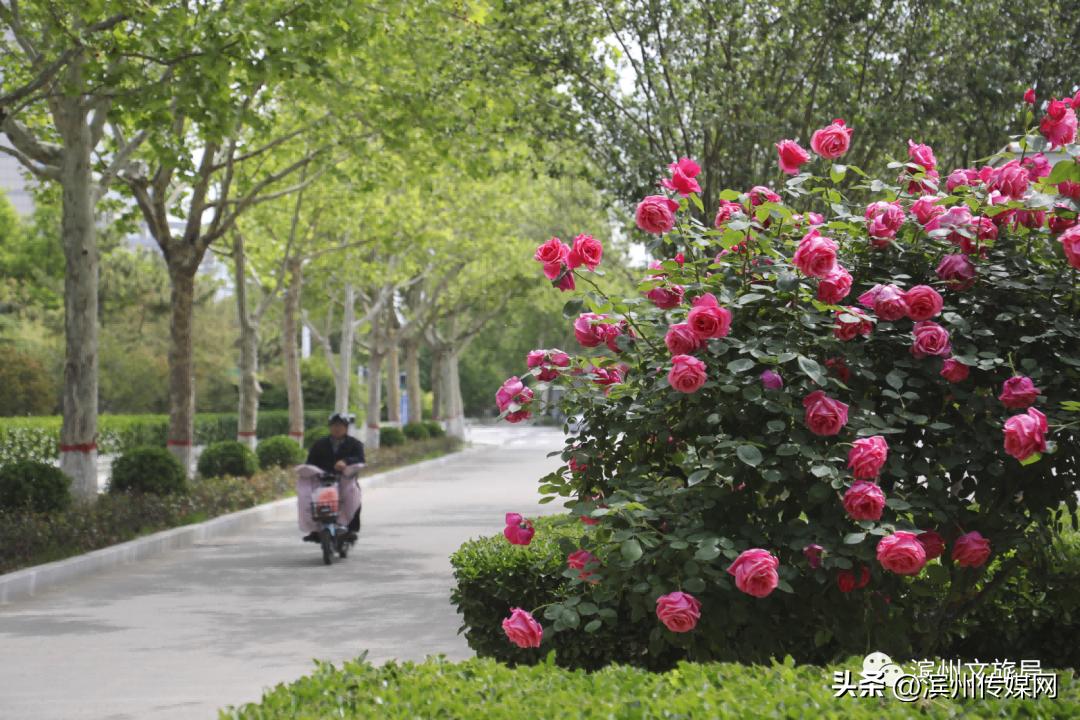 滨州市园林管理局启动新项目重塑城市绿色生态景观