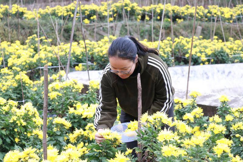 香山村最新项目，引领乡村振兴，塑造未来美好家园